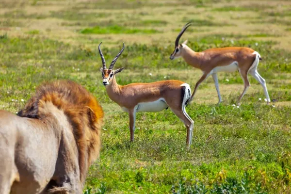  عکس آهو برای تصویر زمینه