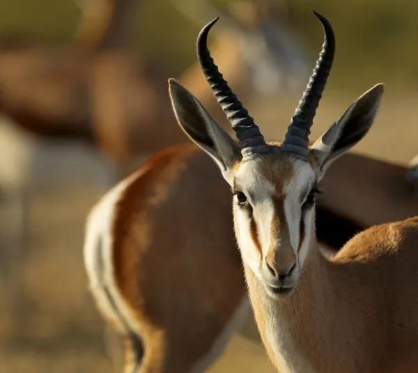  عکس آهو برای تصویر زمینه