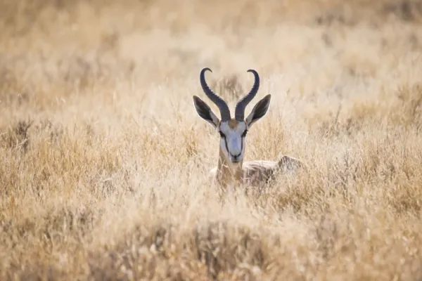  عکس آهو برای تصویر زمینه