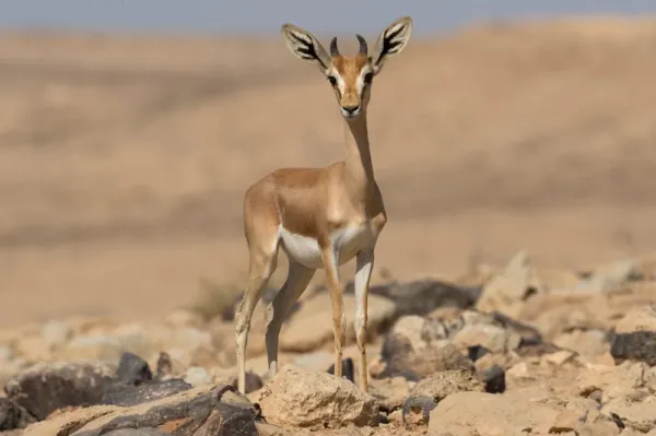  عکس آهو برای تصویر زمینه