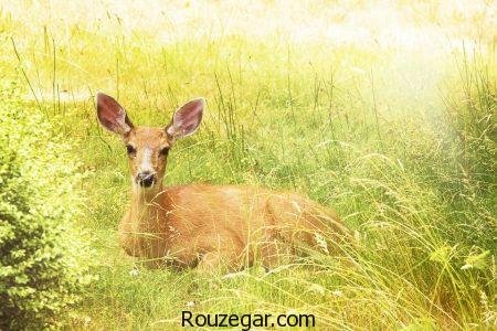 زیباترین عکس آهو