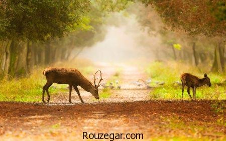  زیباترین عکس آهو