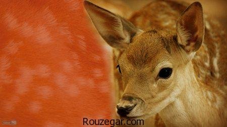  زیباترین عکس آهو