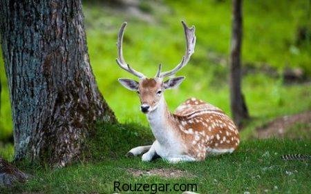  زیباترین عکس آهو