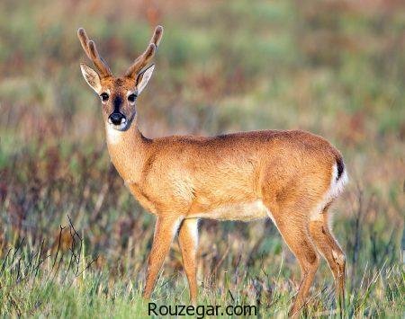  زیباترین عکس آهو