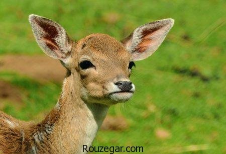  زیباترین عکس آهو