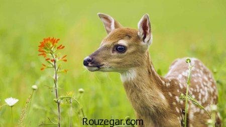  زیباترین عکس آهو