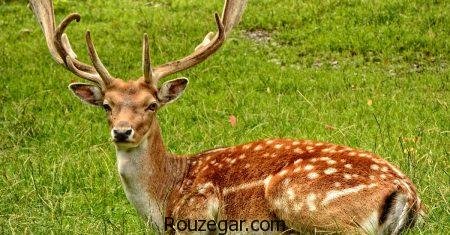  زیباترین عکس آهو