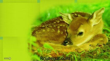  زیباترین عکس آهو