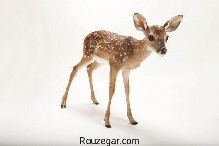  زیباترین عکس آهو