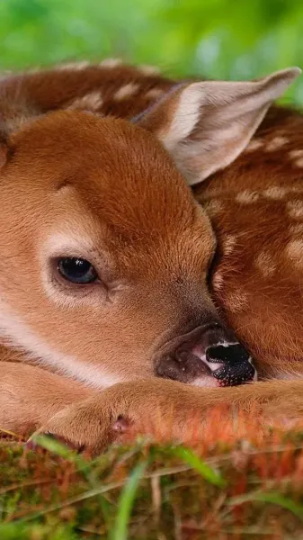  عکس بچه آهوی زیبا