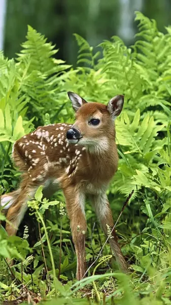  عکس بچه آهوی زیبا