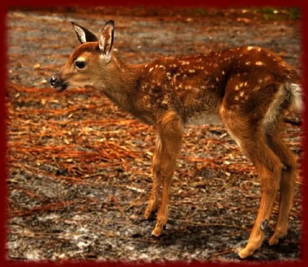  عکس بچه آهوی زیبا