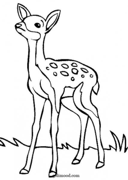  عکس اهو نقاشی