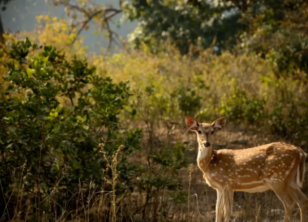 عکس آهو برای پروفایل