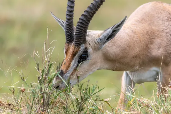 عکس آهو برای پروفایل