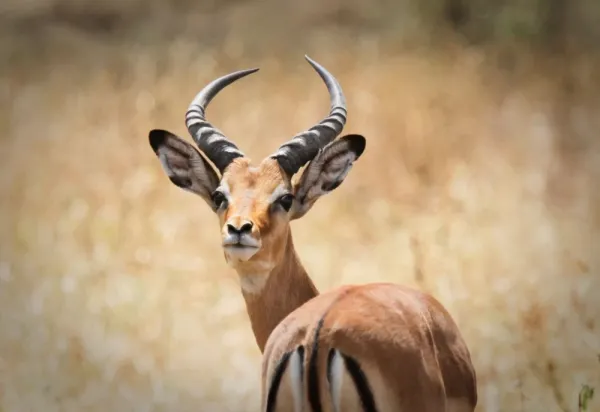 عکس آهو برای پروفایل