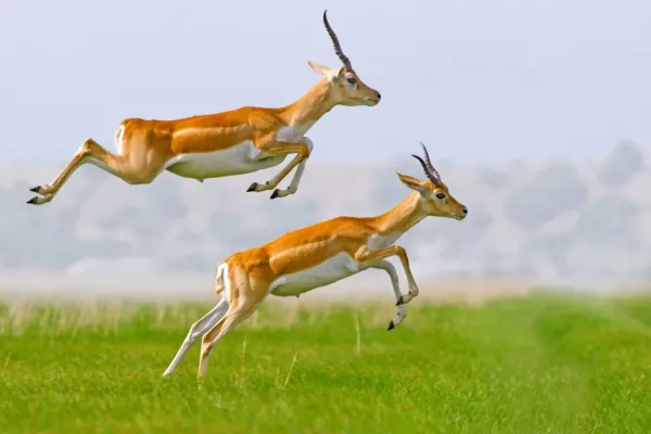 عکس آهو برای پروفایل