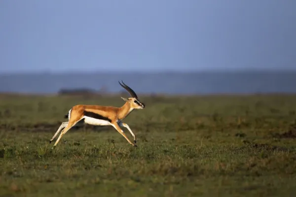 عکس آهو برای پروفایل