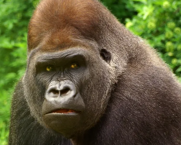  عکس گوریل ترسناک واقعی