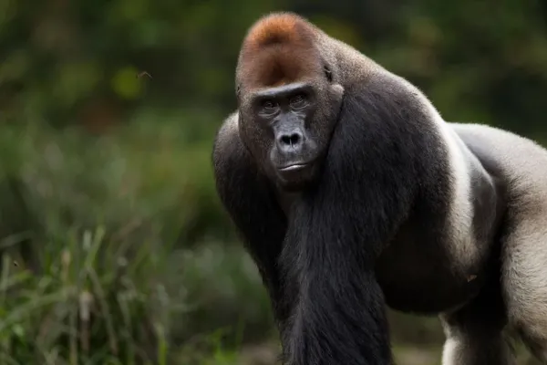  عکس گوریل ترسناک واقعی