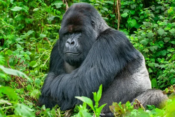  عکس گوریل ترسناک واقعی