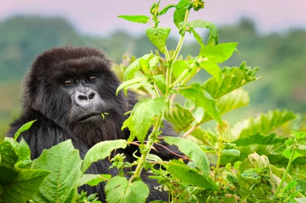  عکس گوریل ترسناک واقعی