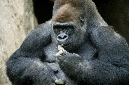  عکس گوریل واقعی