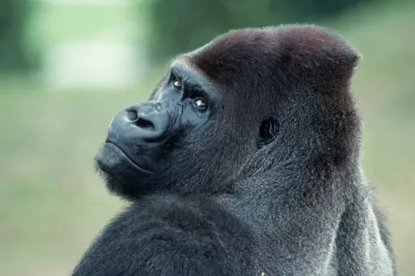 عکس گوریل سفید