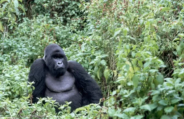 عکس گوریل سفید