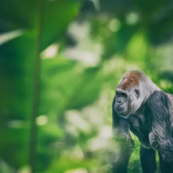  عکس گوریل غول پیکر