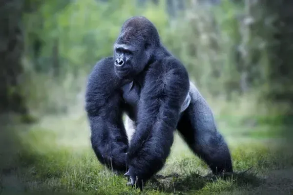 عکس گوریل سفید