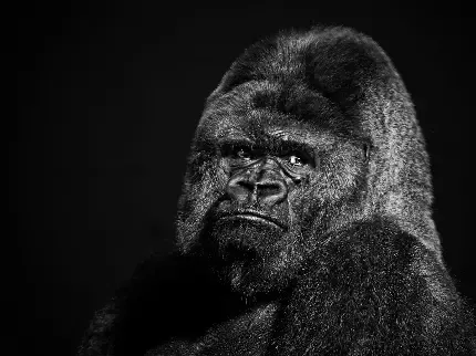 عکس گوریل ماده