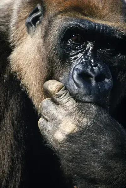 عکس گوریل ماده