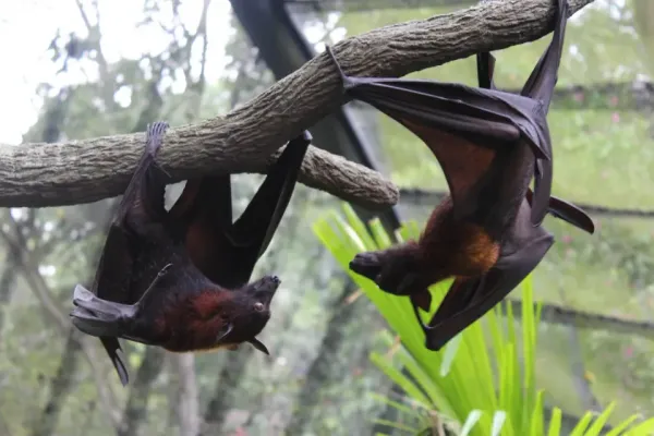  عکس بزرگ ترین حیوانات دنیا