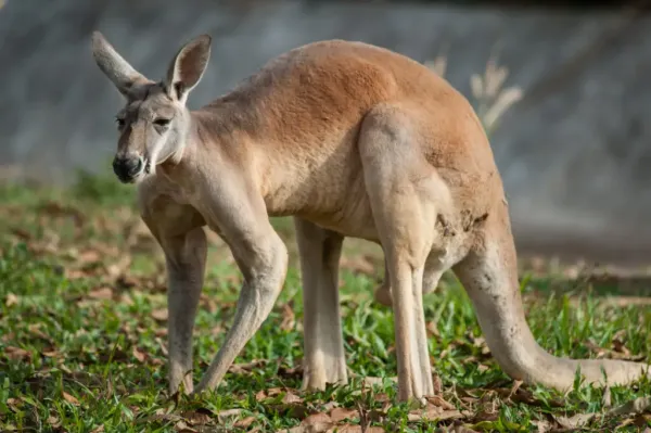  عکس بزرگ ترین حیوانات دنیا