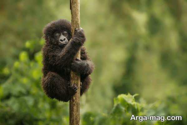 عکس گوریل غول پیکر