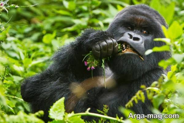 عکس گوریل غول پیکر