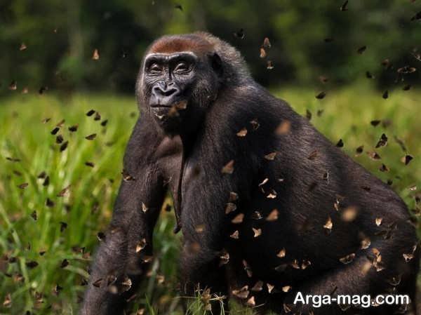 عکس گوریل غول پیکر