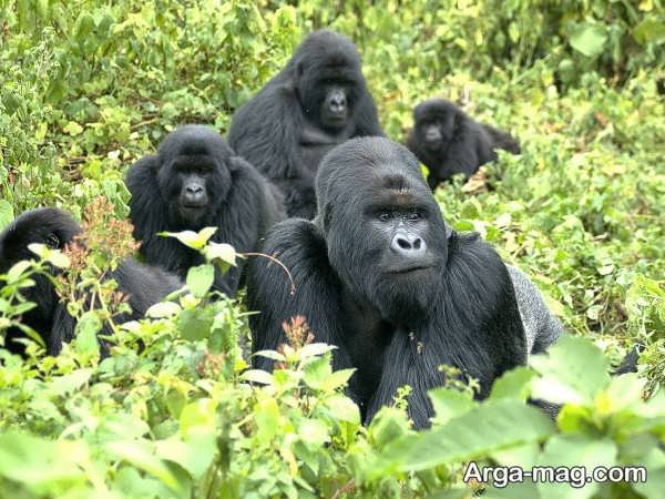 عکس گوریل غول پیکر