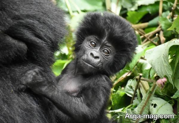 عکس گوریل غول پیکر