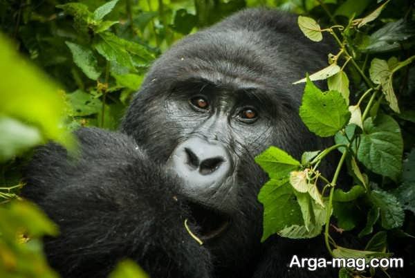  عکس های گوریل در طبیعت