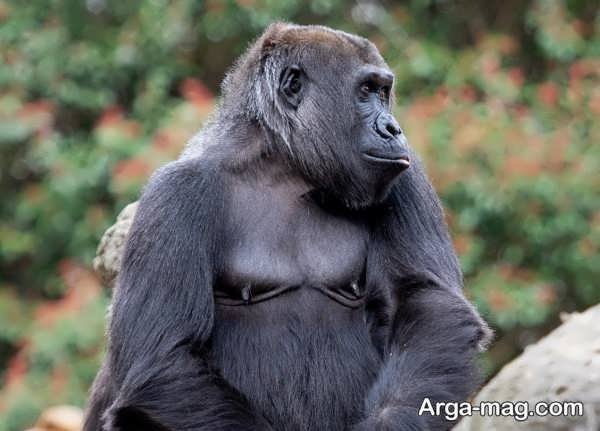  عکس های گوریل در طبیعت