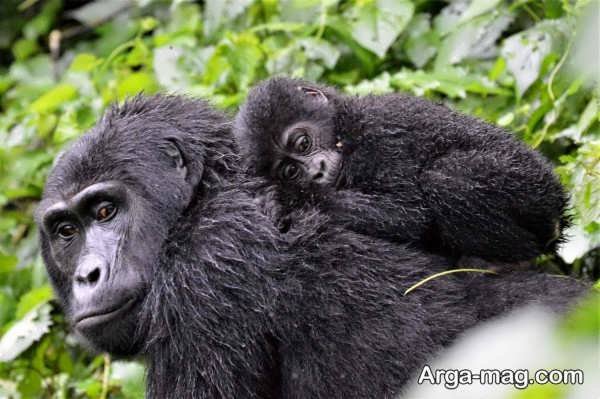  عکس های گوریل در طبیعت