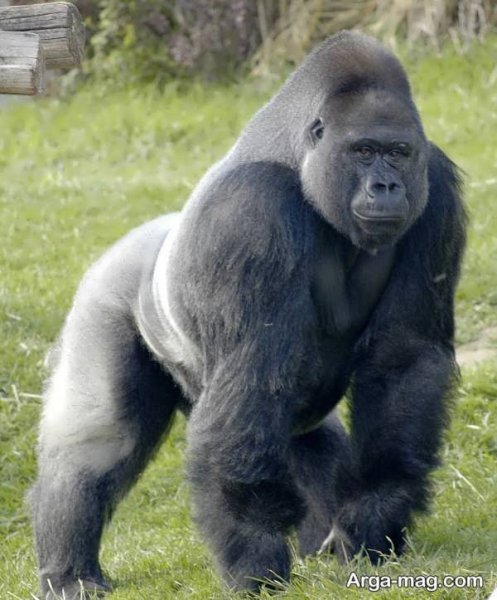  عکس های گوریل در طبیعت