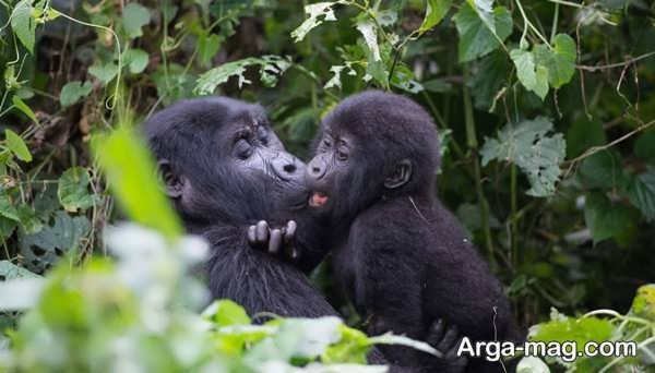 عکس گوریل غول پیکر