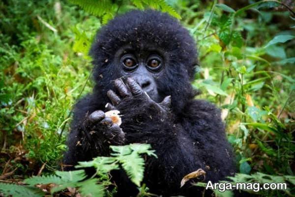 عکس گوریل غول پیکر