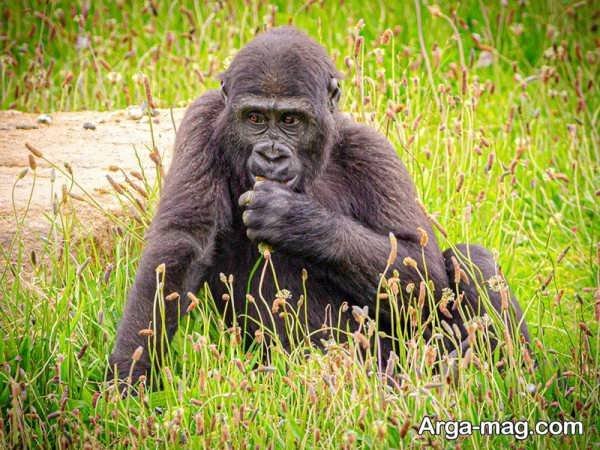 عکس گوریل غول پیکر