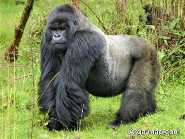 عکس گوریل غول پیکر