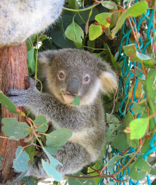 عکس کوالا برای پروفایل